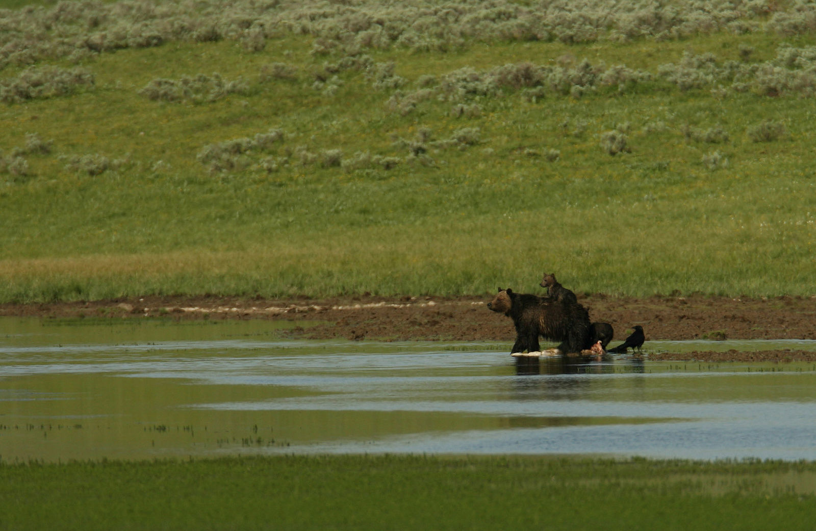Grizzly sow with three cubs on carcass at Alum Creek